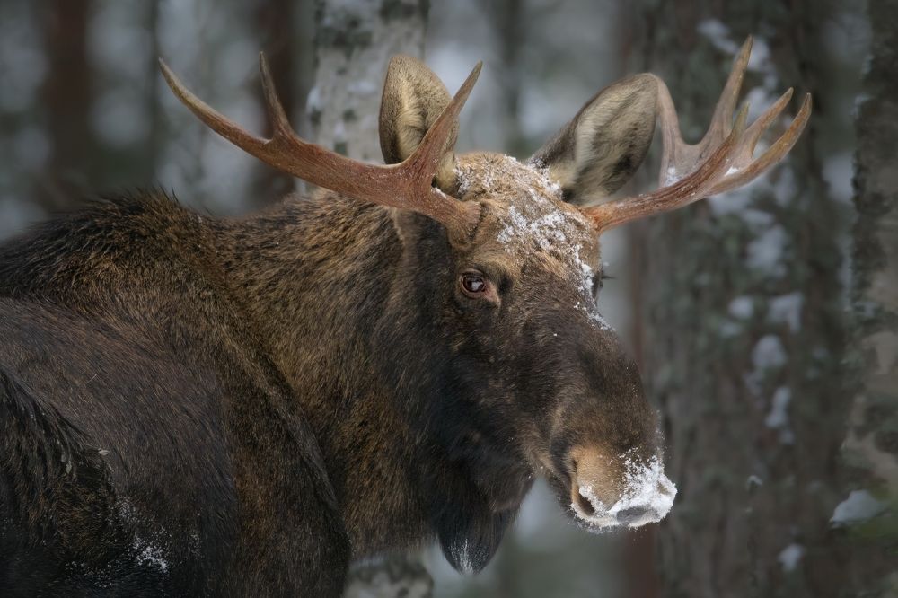Он обернулся посмотреть ..