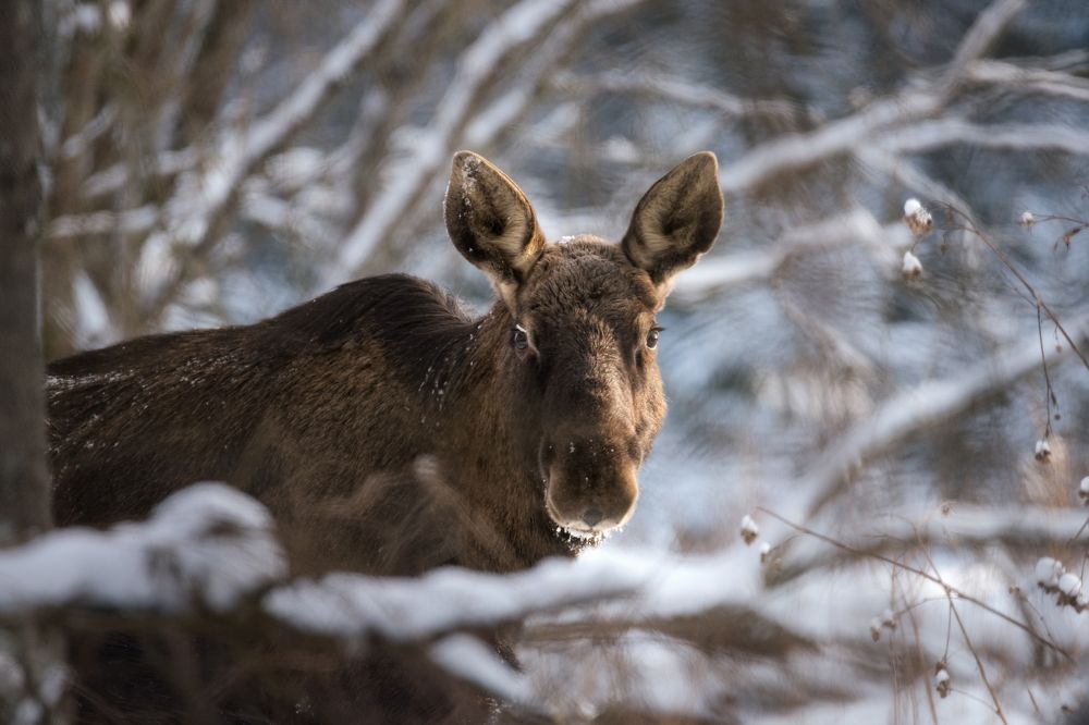 Глаза в глаза