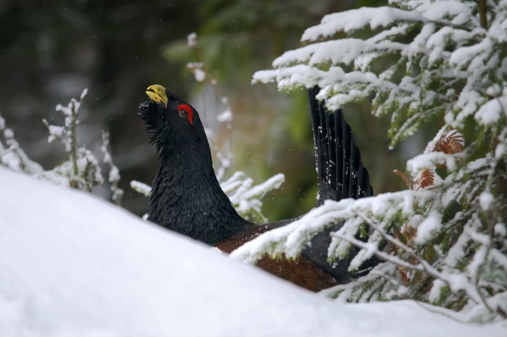 Глухарь на зимнем току