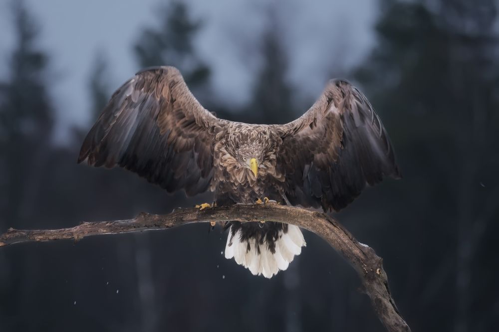 Орлан-белохвост