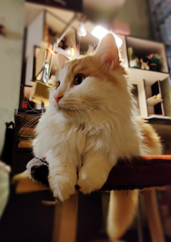 Фотография автора Светлана Смирнова