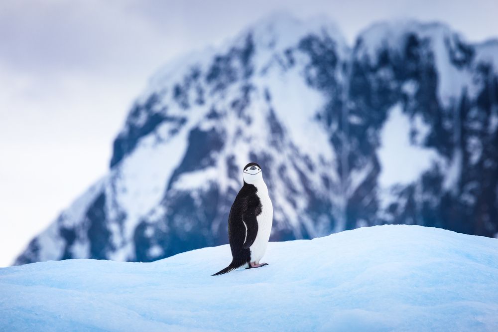 Пингвины Антарктиды