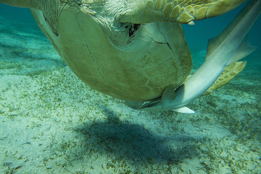 Photograph by Александр