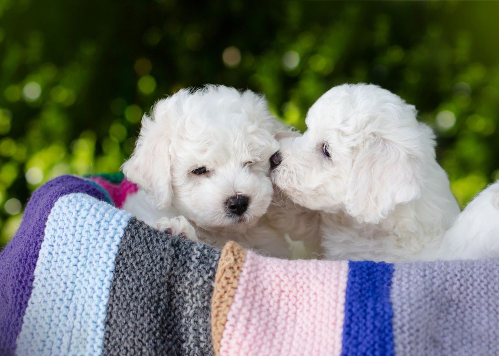 Photograph by Элизабет Гусакова