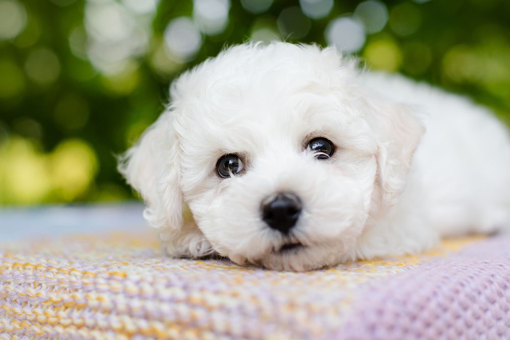 Photograph by Элизабет Гусакова