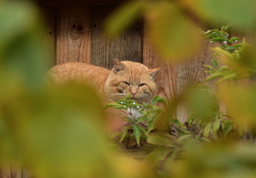 Сам по себе (I was on my own).