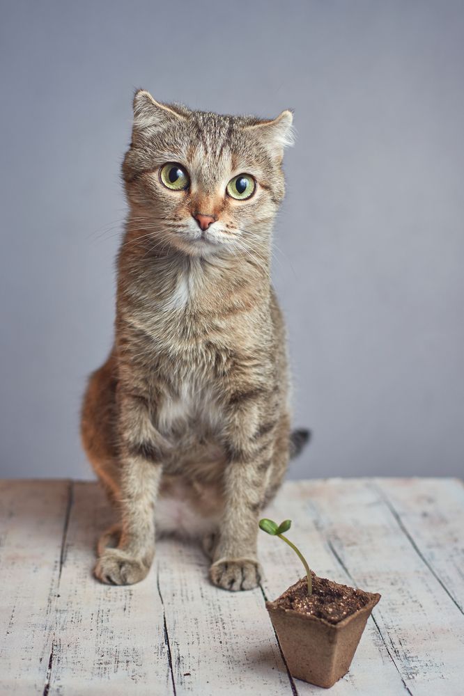 Фотография автора Мария Шабурникова