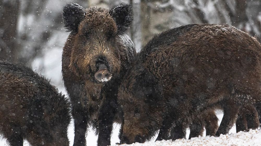 Photograph by Константин Ложеницын