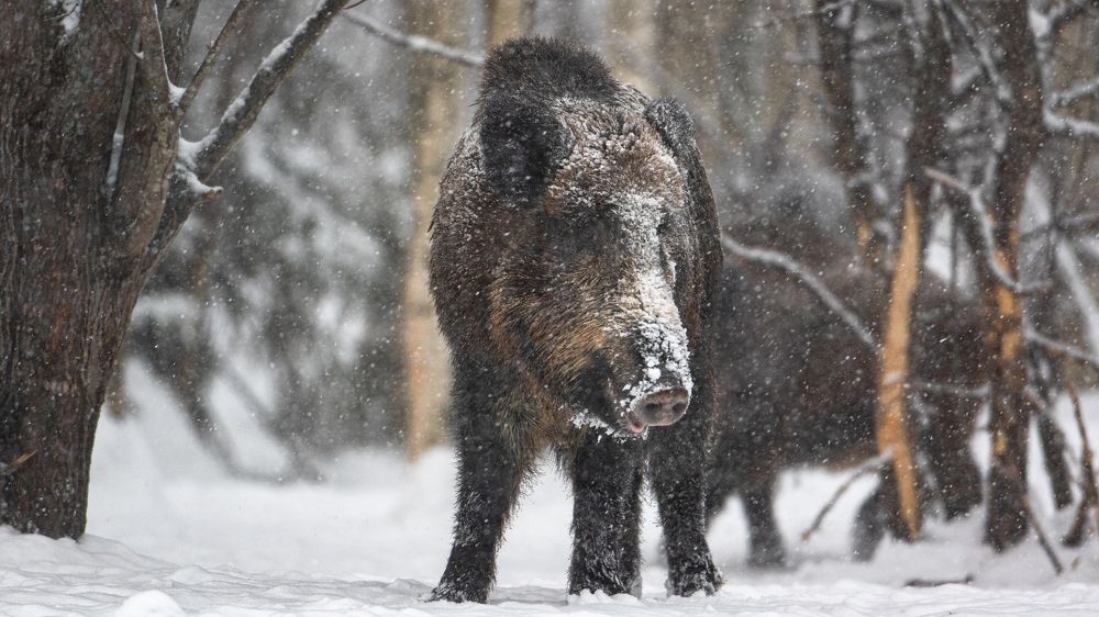 Photograph by Константин Ложеницын