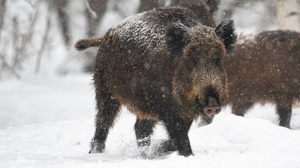 Photograph by Константин Ложеницын