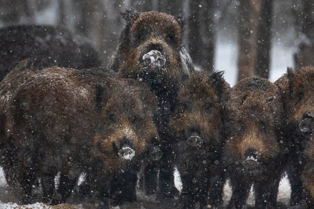 Photograph by Константин Ложеницын