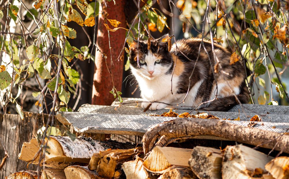 Photograph by Юрий Киреичев