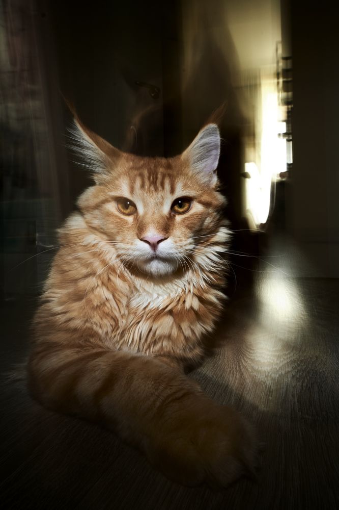 Что за лев этот тигр ?