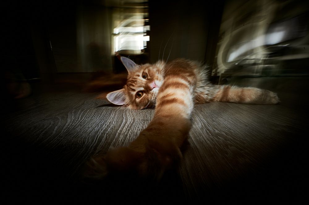 Мне на вас лень