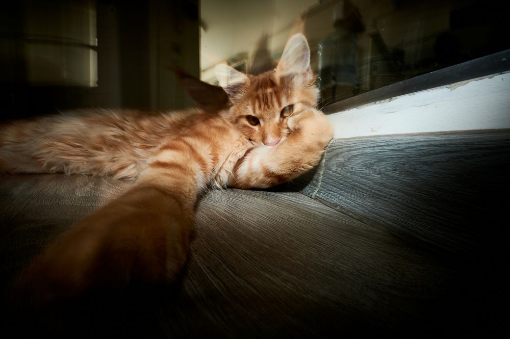 Photograph by Юлия Неструева