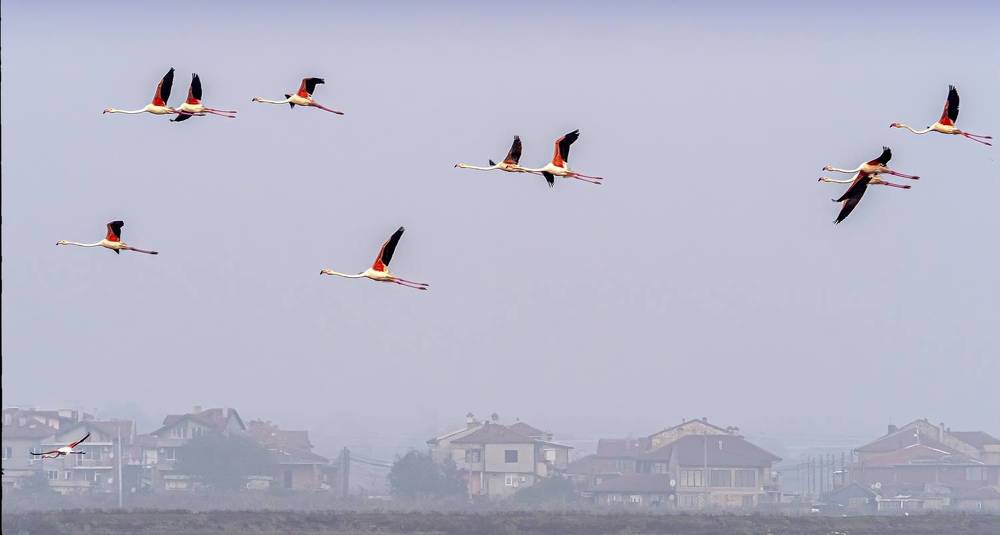 Розовые фламинго в Болгарии.