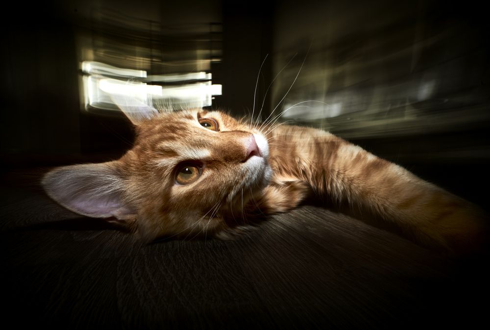 Photograph by Юлия Неструева