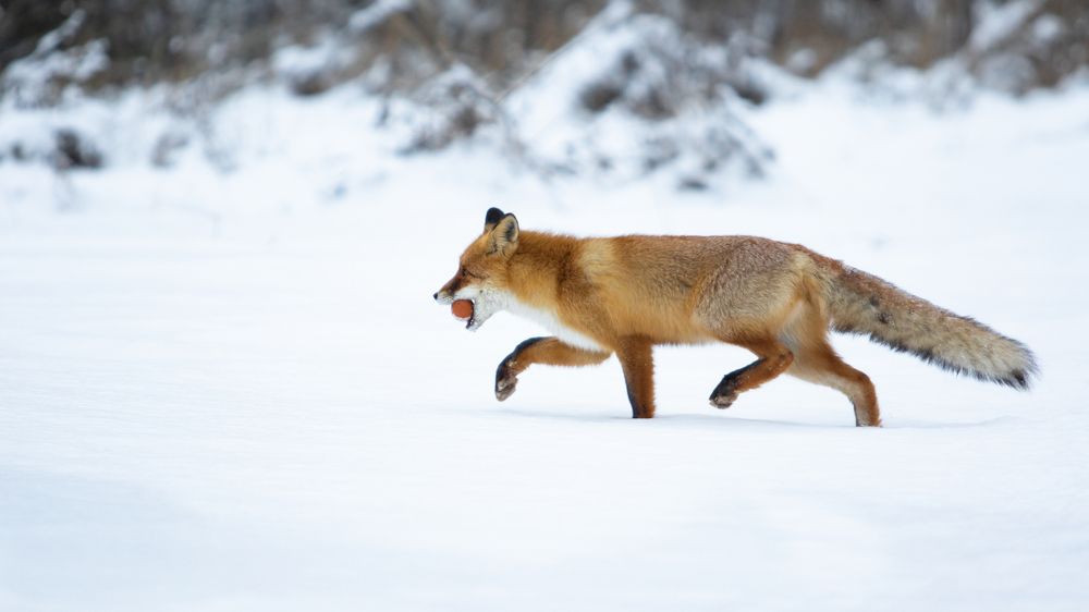 Photograph by Константин Ложеницын