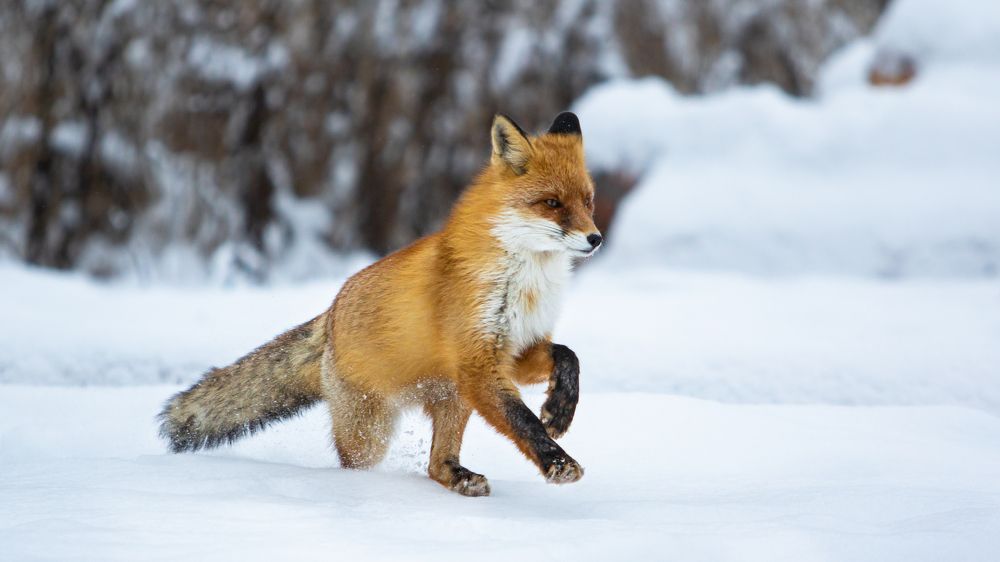 Photograph by Константин Ложеницын