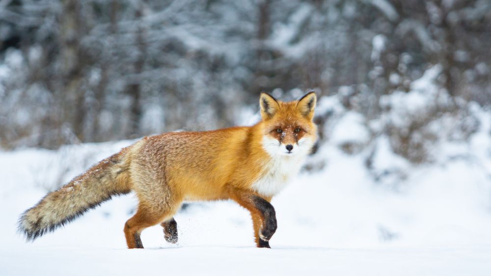 Photograph by Константин Ложеницын