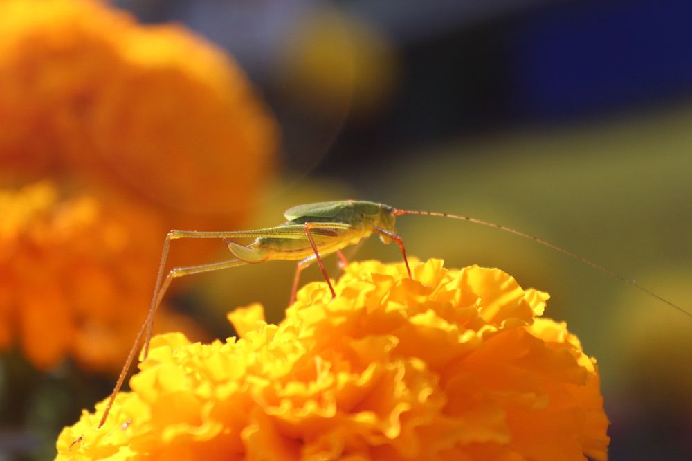 Katydids -Bush crickets