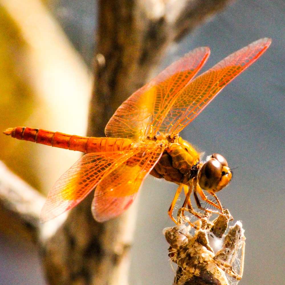 Photograph by Praveen kumar Sampath