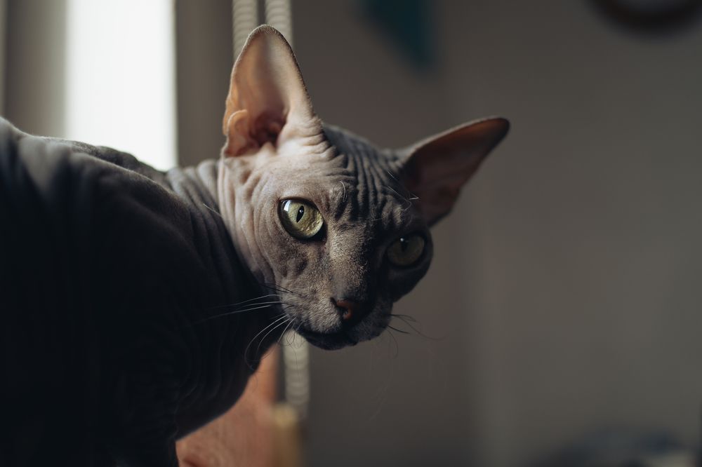 Photograph by Artem Menchshikov