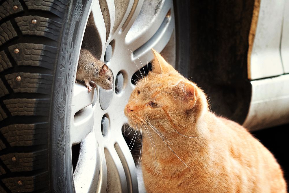 Photograph by Чистякова Валерия