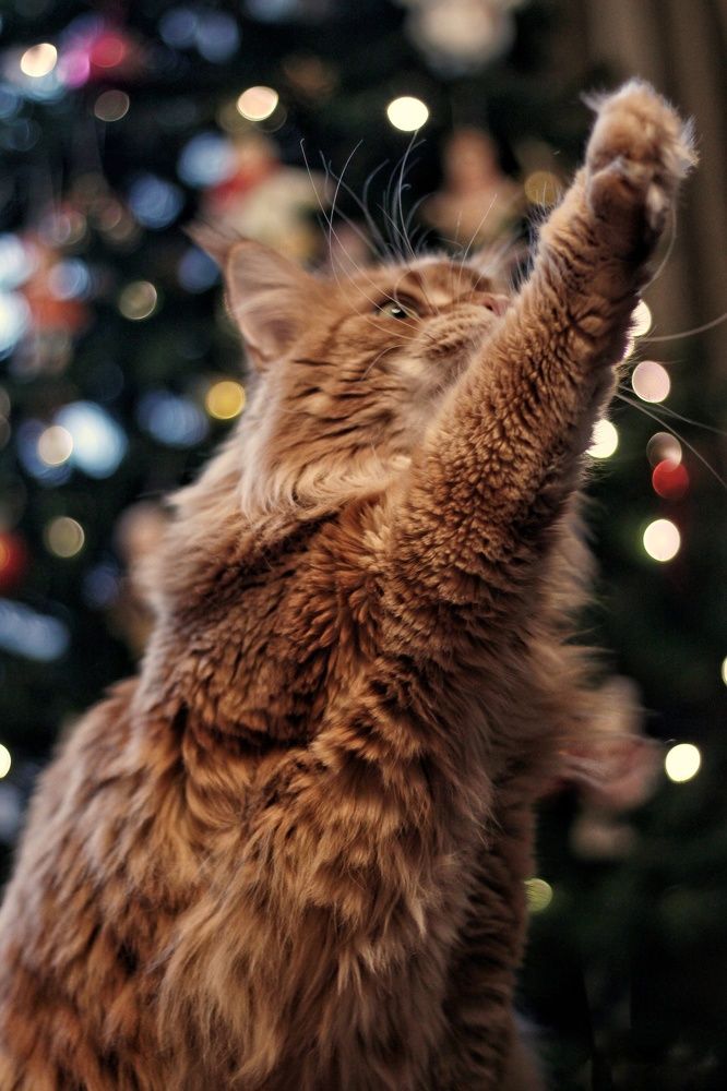 Photograph by Angelica Medvedeva