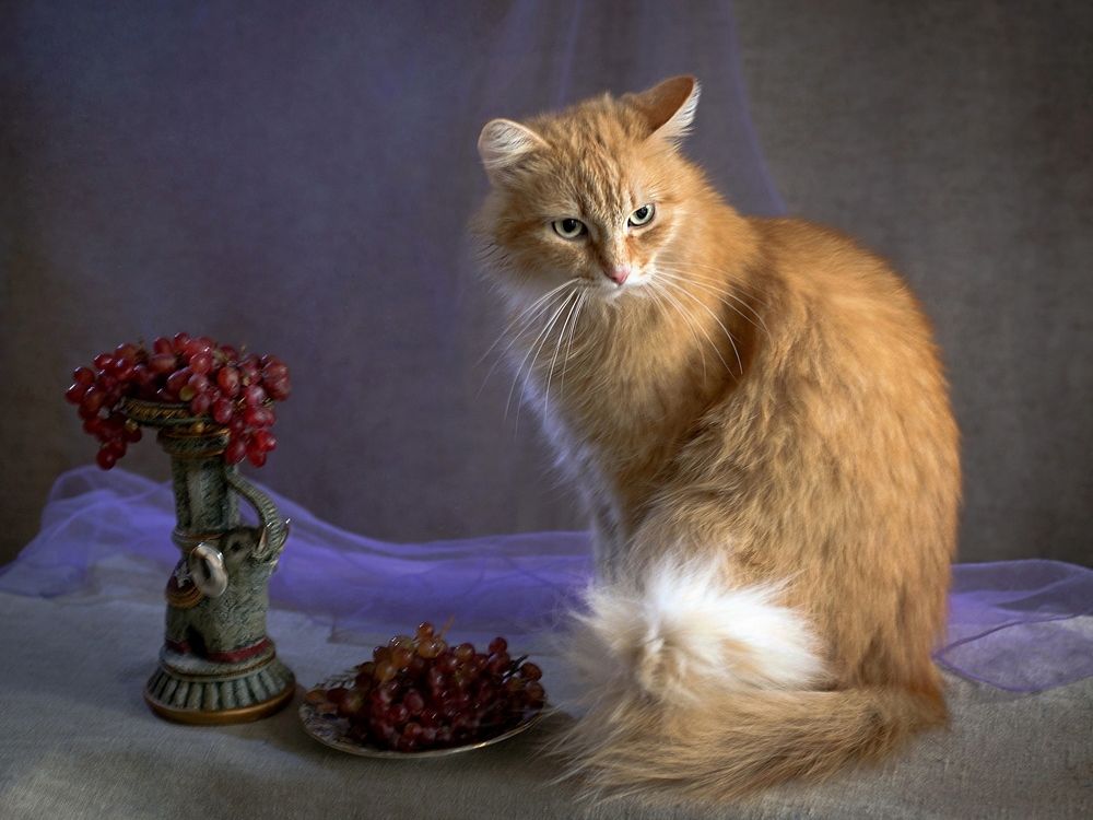 Волшебный кот.