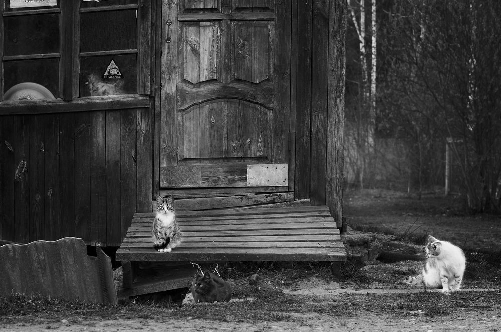 Photograph by Олег Тыркин