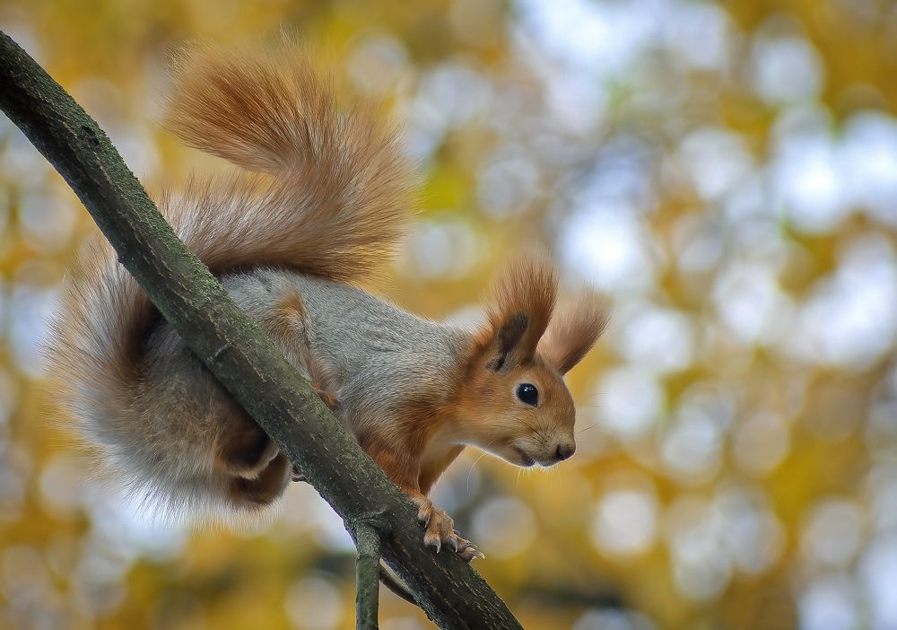 Уж, полдень близится, а семечек все нет!