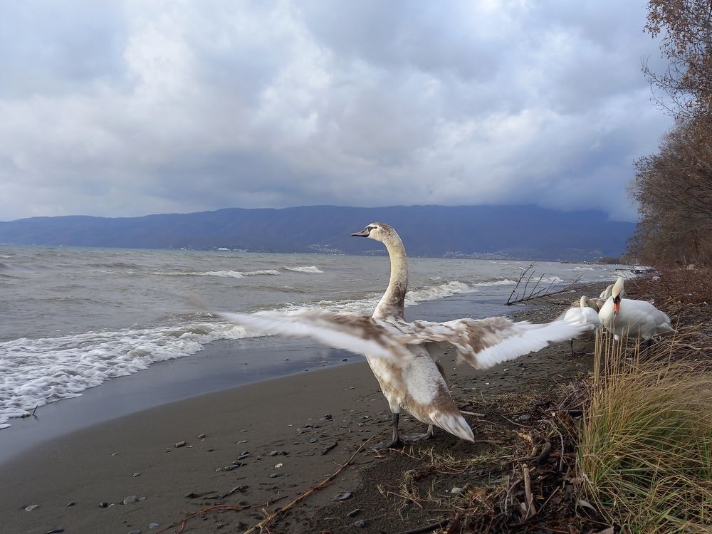 Photograph by Антица Павлеска