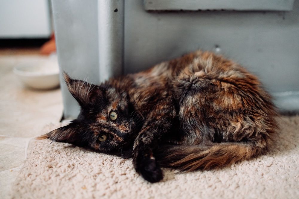 Фотография автора Евгений Величко