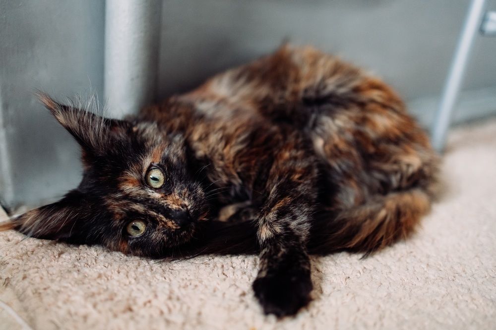 Фотография автора Евгений Величко