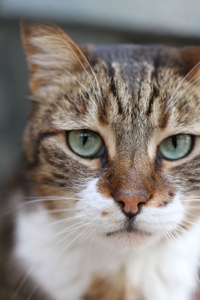 Photograph by Amir Hassanpour