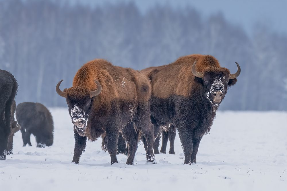 Photograph by Валерия Трейтяк