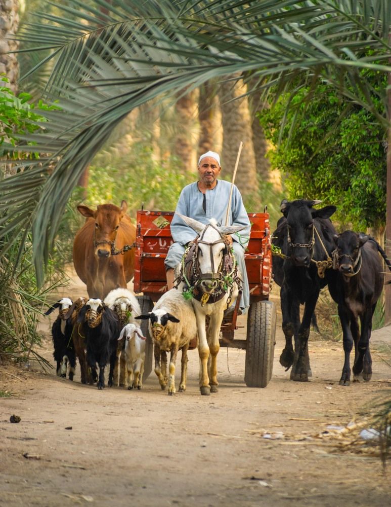 Photograph by Marwa Atef