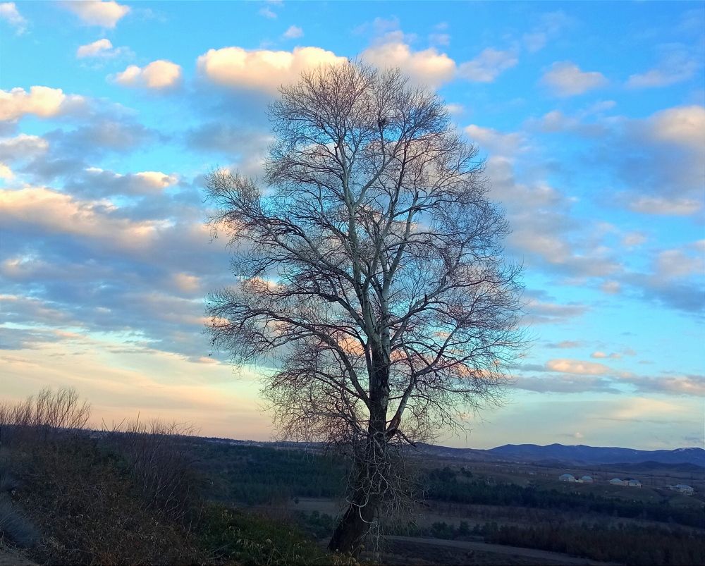 Clouds and tree.