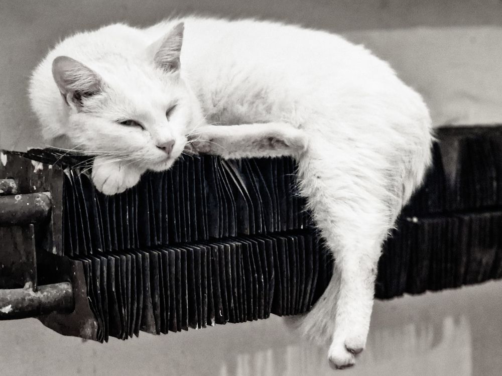 Photograph by Vera Vinogradova