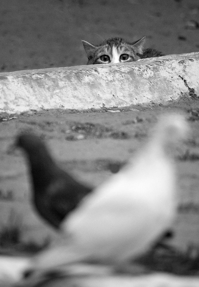 Photograph by Артем Макаров