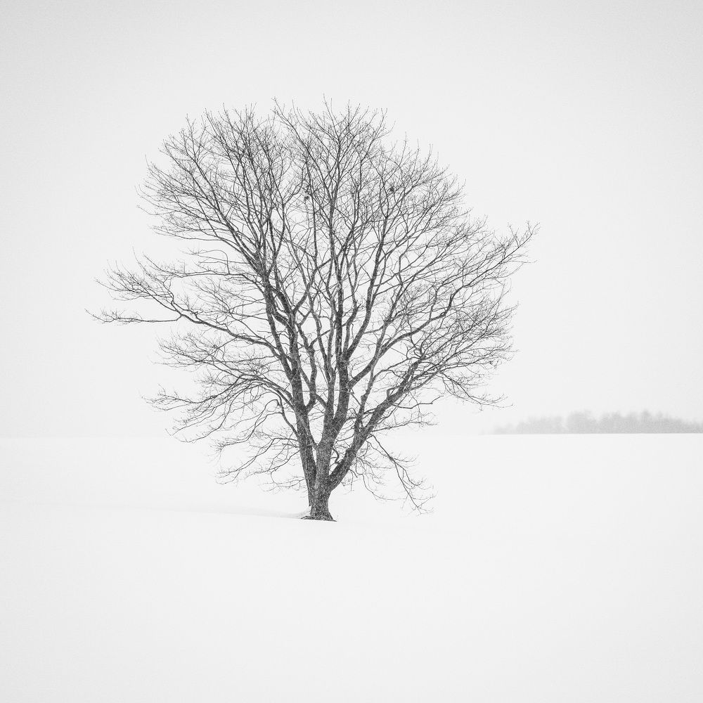 Winter Lone Trees