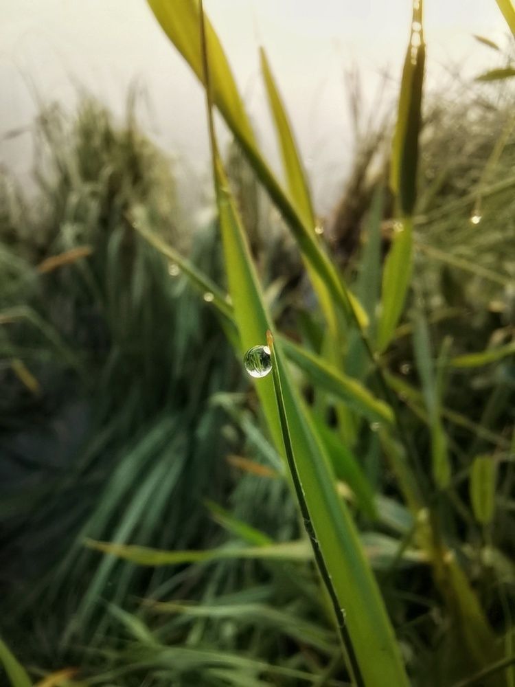 Туманный рассвет на озере