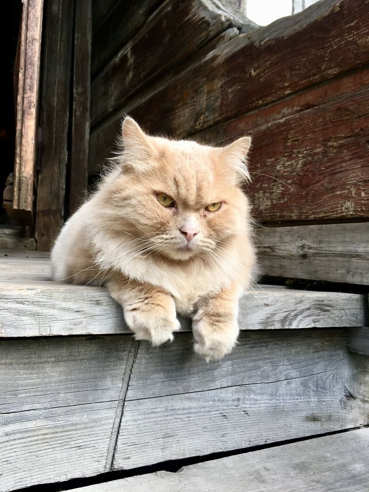 Фотография автора Nadezhda