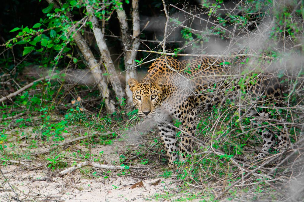 Face to face Leopard
