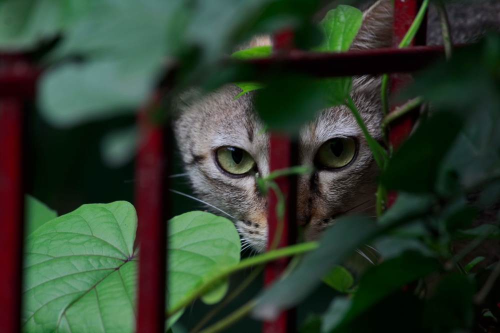 Photograph by Jaspreet Singh