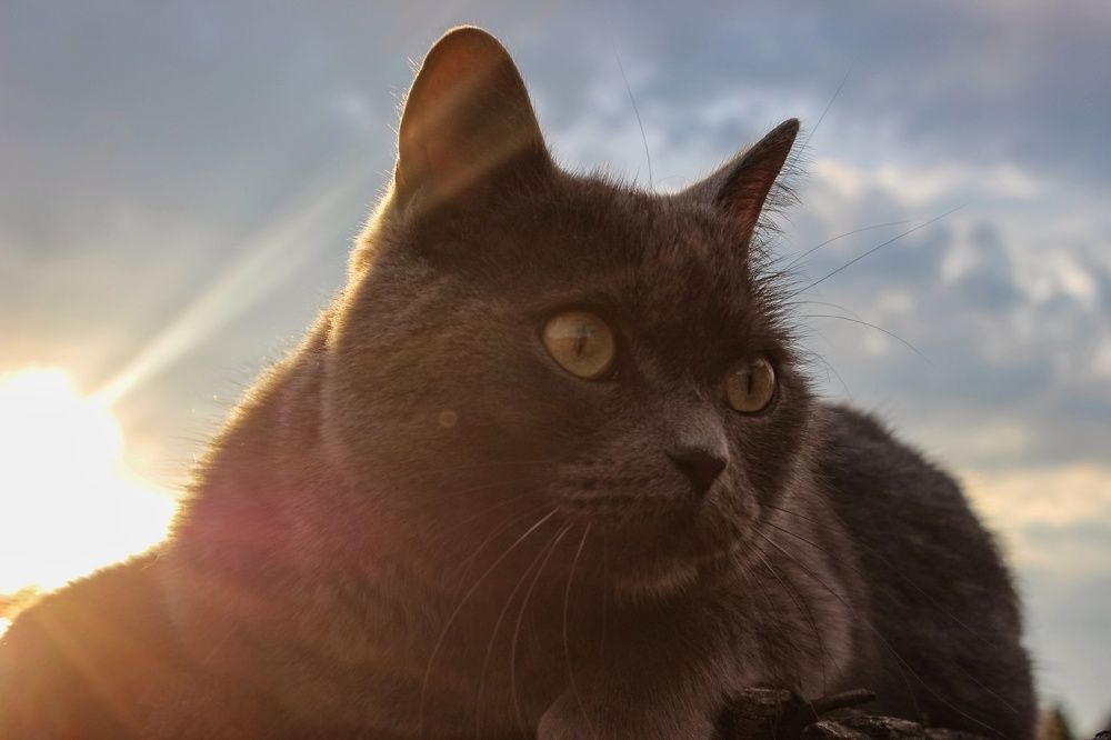 Photograph by Анастасия Чадина