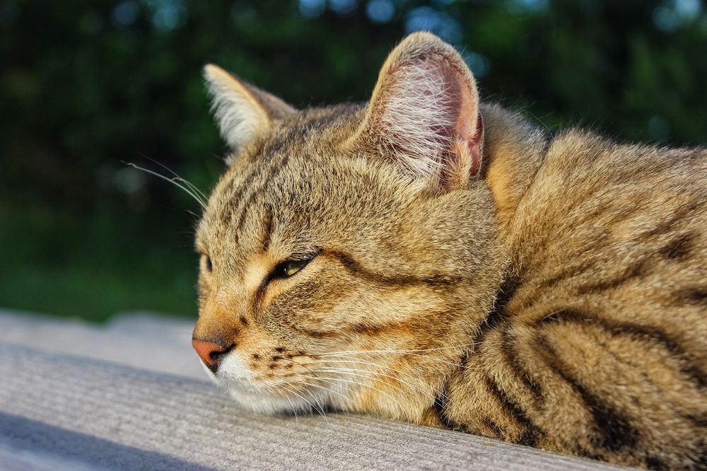 Photograph by Анастасия Чадина