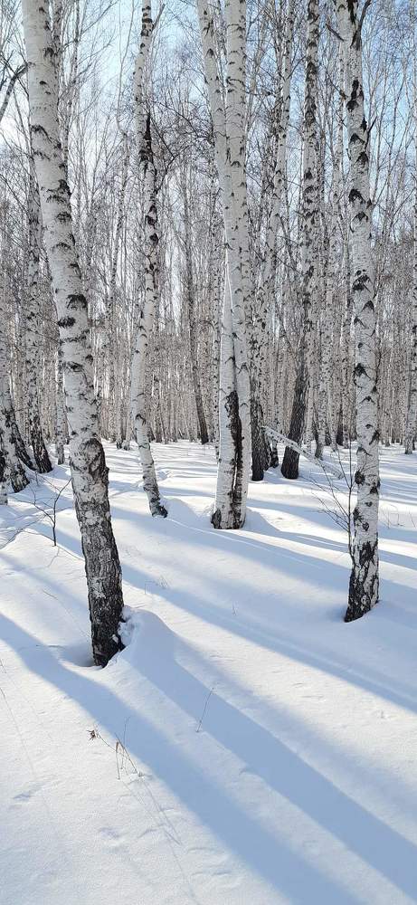 Зимний лес