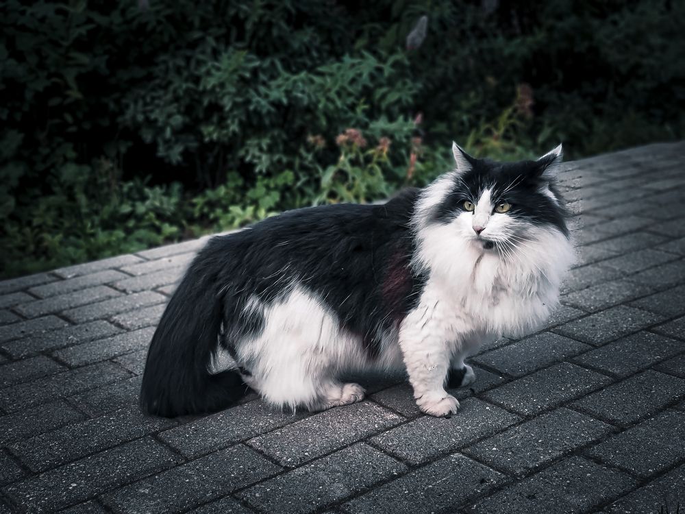 Photograph by Dina Chaica